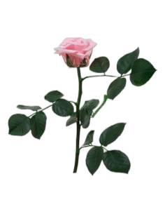 Rose éternelle mini rouge sur tige avec feuillage, vue seule 2