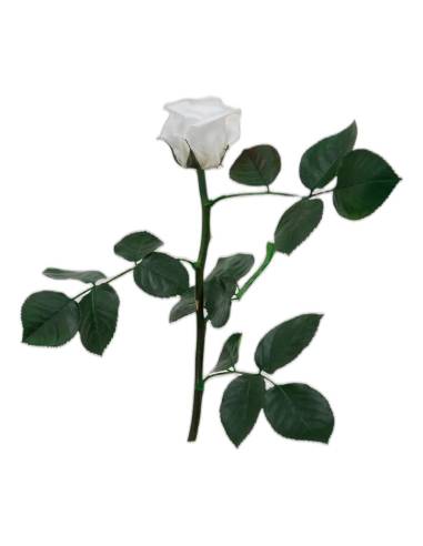 Rose éternelle mini blanc sur tige avec feuillage, vue seule