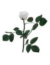 Rose éternelle mini blanc sur tige avec feuillage, vue seule