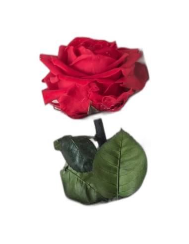 Rose éternelle rouge sur tige longue dans son coffret à fenêtre