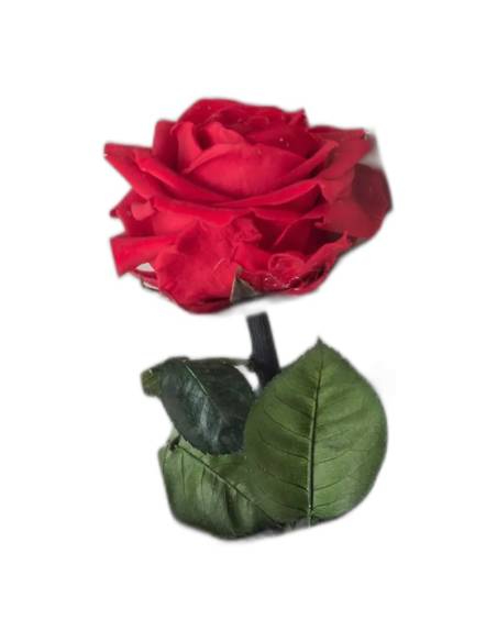 Rose éternelle rouge sur tige longue dans son coffret à fenêtre