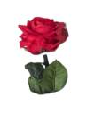Rose éternelle rouge sur tige longue dans son coffret à fenêtre