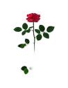 Rose éternelle rouge sur tige longue avec feuillage, sans coffret