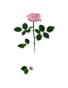 Rose éternelle rose pâle sur tige longue avec feuillage, sans coffret