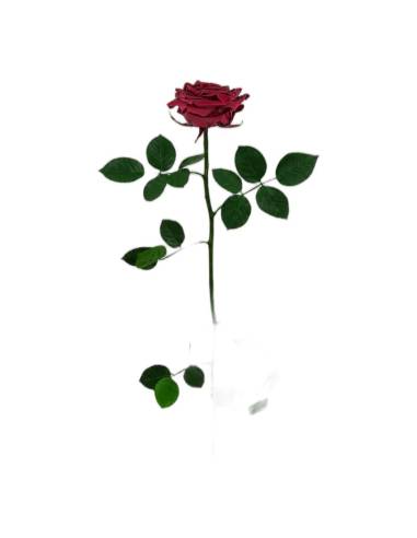 Roses éternelles sur tige, lot de 12, vue 2 sur 32