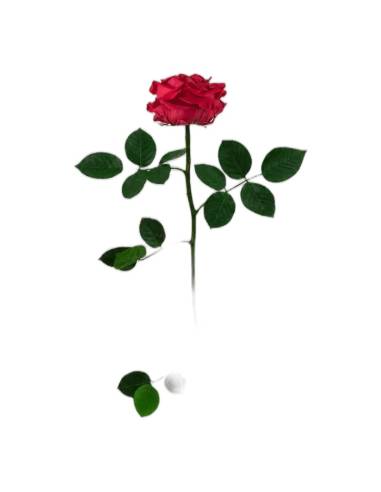 Roses éternelles sur tige, lot de 12, vue 4 sur 32