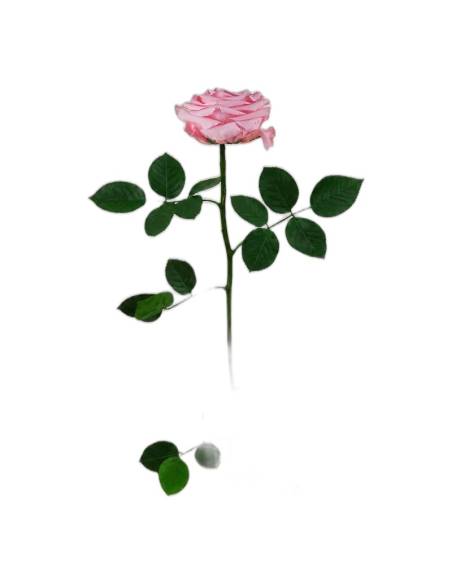 Roses éternelles sur tige, lot de 12, vue 6 sur 32