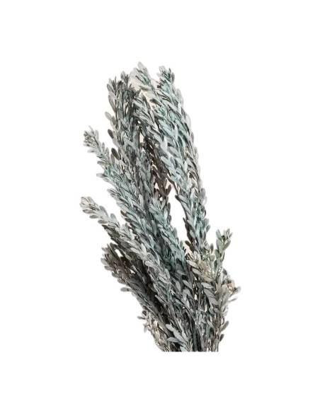 Pubescens stabilisé, branches à petites feuilles, vue 2 sur 32