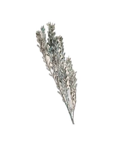 Pubescens stabilisé, branches à petites feuilles, vue 3 sur 32