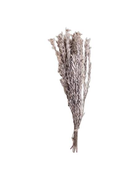 Pubescens stabilisé, branches à petites feuilles, vue 5 sur 32