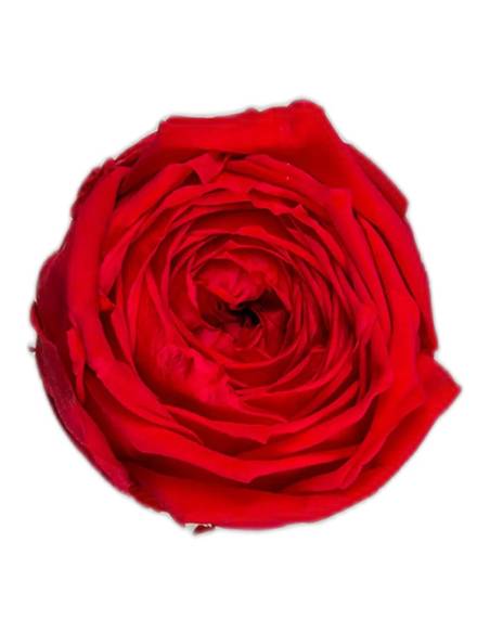 Tête de rose de jardin stabilisée rouge vue de face, pétales serrés et froissés