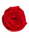 Tête de rose de jardin stabilisée rouge vue de face, pétales serrés et froissés