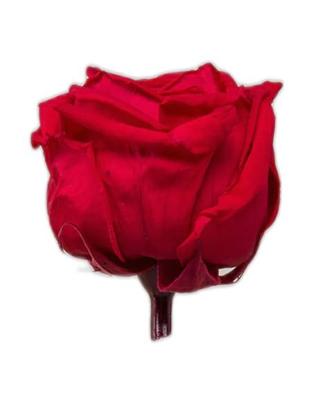 Tête de rose de jardin stabilisée rouge vue de profil avec son pédoncule