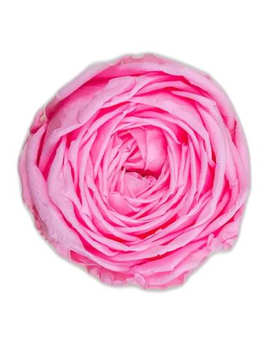 Tête de rose de jardin stabilisée rose pâle vue de face, pétales serrés et froissés