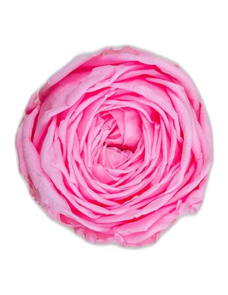 Tête de rose de jardin stabilisée rose pâle vue de face, pétales serrés et froissés