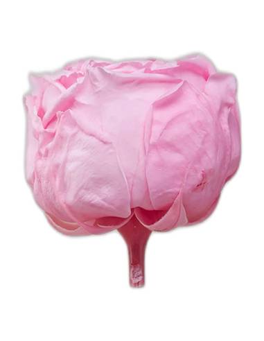 Tête de rose de jardin stabilisée rose pâle vue de profil avec son pédoncule