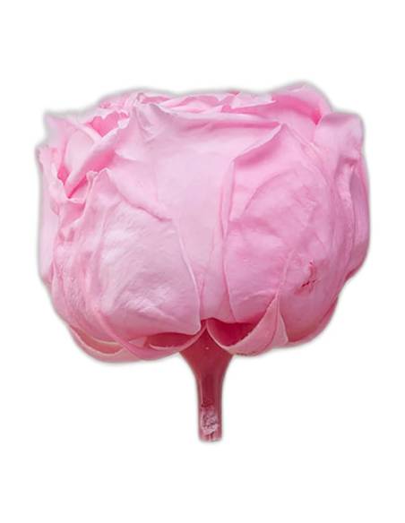 Tête de rose de jardin stabilisée rose pâle vue de profil avec son pédoncule