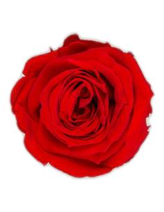 Tête de rose éternelle medium rouge, vue de dessus