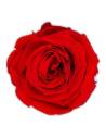 Tête de rose éternelle medium rouge, vue de dessus