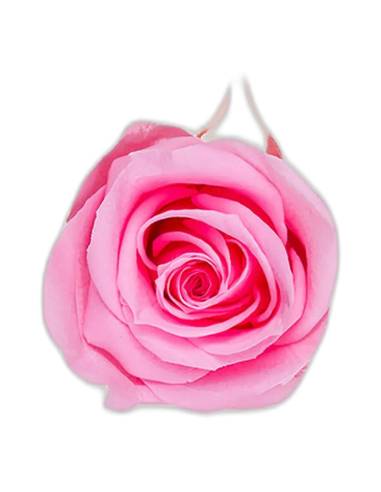 Tête de rose éternelle medium rose pâle, vue de dessus