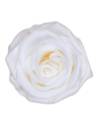 Tête de rose éternelle medium blanche, vue de dessus