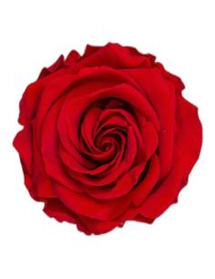 Tête de rose éternelle grand format rouge vue de face, pétales étagés