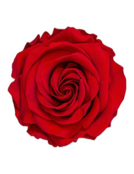 Tête de rose éternelle grand format rouge vue de face, pétales étagés