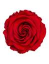 Tête de rose éternelle grand format rouge vue de face, pétales étagés