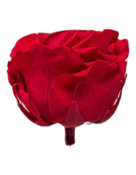 Tête de rose éternelle grand format rouge vue de profil avec son pédoncule