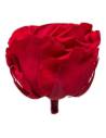 Tête de rose éternelle grand format rouge vue de profil avec son pédoncule