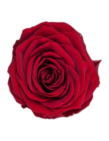 Tête de rose éternelle grand format bourgogne vue de face, pétales étagés