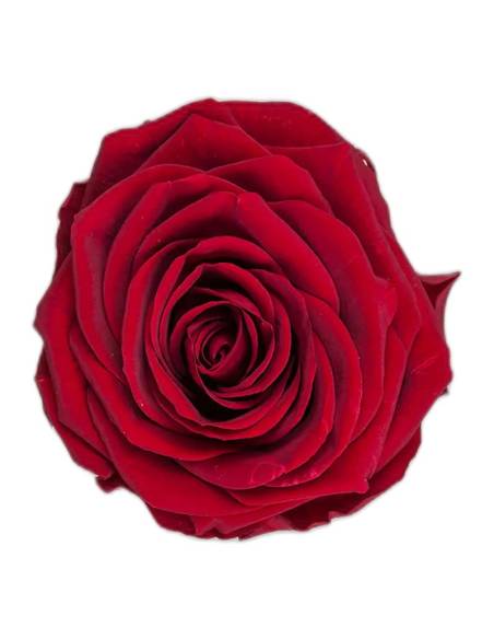 Tête de rose éternelle grand format bourgogne vue de face, pétales étagés