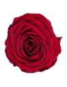 Tête de rose éternelle grand format bourgogne vue de face, pétales étagés