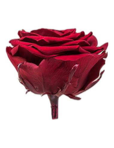 Tête de rose éternelle grand format bourgogne vue de profil avec son pédoncule