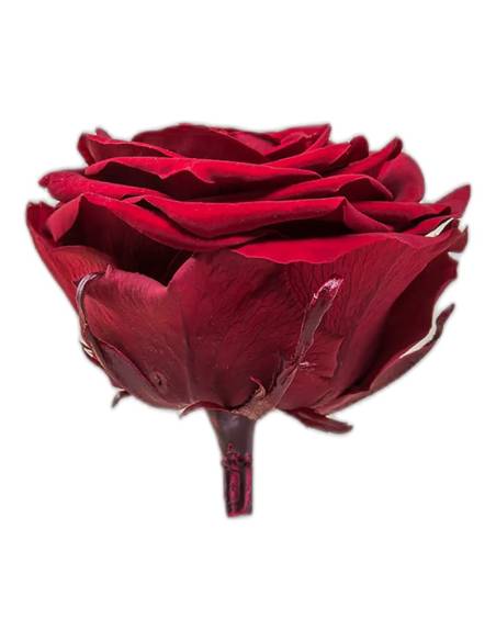 Tête de rose éternelle grand format bourgogne vue de profil avec son pédoncule