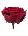 Tête de rose éternelle grand format bourgogne vue de profil avec son pédoncule