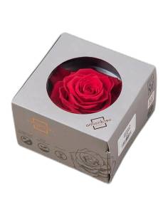 Boîte à hublot rond contenant une tête de rose stabilisée King rouge