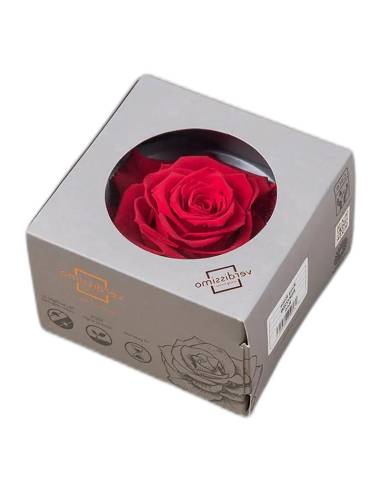 Boîte à hublot rond contenant une tête de rose stabilisée King rouge