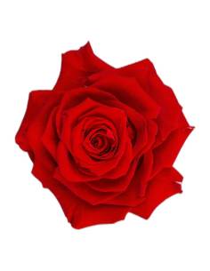 Boîte à hublot rond contenant une tête de rose stabilisée King rouge 2