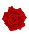 Tête de rose stabilisée King rouge, vue de dessus, pétales en couches