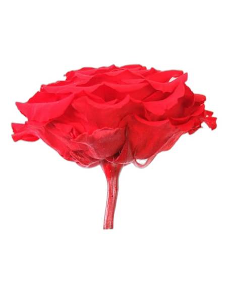 Tête de rose stabilisée King rouge vue de profil, avec son pédoncule