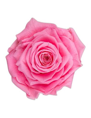 Tête de rose stabilisée King rose pâle, vue de dessus, pétales en couches