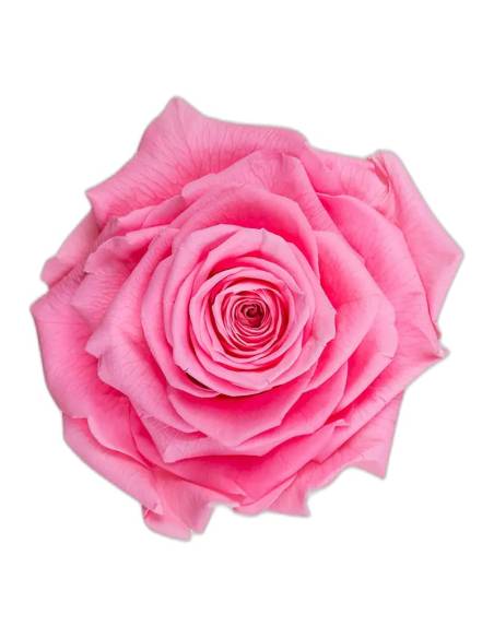 Tête de rose stabilisée King rose pâle, vue de dessus, pétales en couches