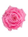 Tête de rose stabilisée King rose pâle, vue de dessus, pétales en couches