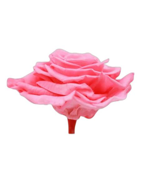 Tête de rose stabilisée King rose pâle vue de profil, avec son pédoncule