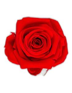 Têtes de rose stabilisées mini rouges dans leur boîte