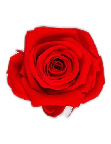 Têtes de rose stabilisées mini rouges dans leur boîte