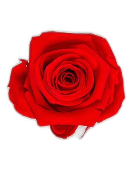 Têtes de rose stabilisées mini rouges dans leur boîte