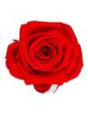 Têtes de rose stabilisées mini rouges dans leur boîte
