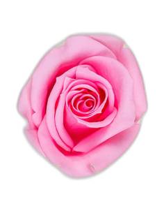 Têtes de rose stabilisées mini rouges dans leur boîte 2
